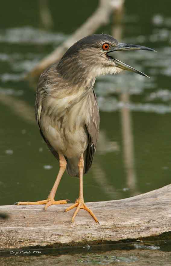 Nitticora giovane - Nycticorax nycticorax